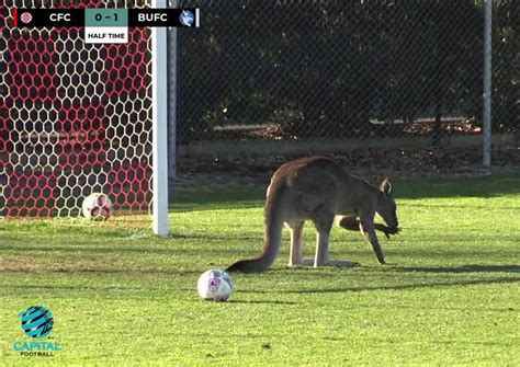 Kangaroo halts play in Australian football match, World News - AsiaOne