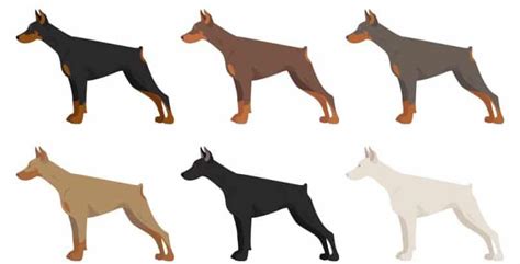 Doberman Colors | Doberman Coats, Markings & Pictures