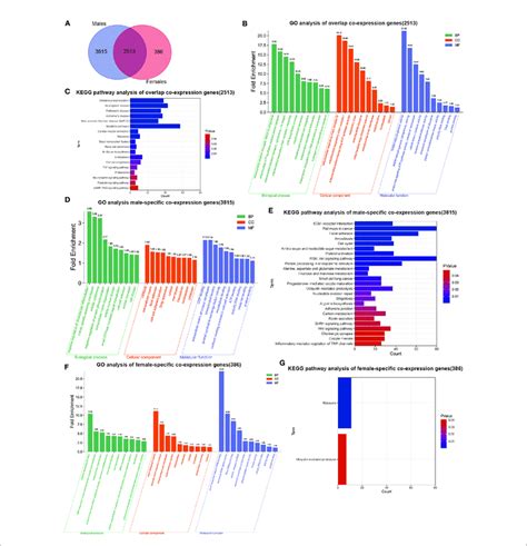 Sex Differences In Significant Go Terms And Kegg Pathways Analysis Download Scientific