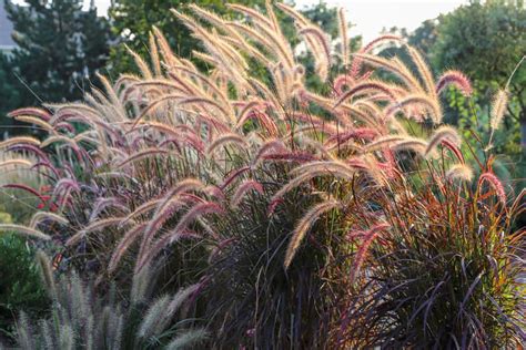 Your How To Planting Guide For Tall Grasses For Privacy Shrubhub