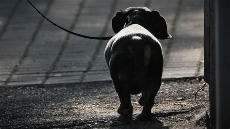 Perro Cachorro Caminar Foto Gratis En Pixabay Pixabay