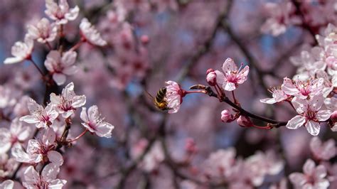 Pink Japanese Tree Photos, Download The BEST Free Pink Japanese Tree Stock Photos & HD Images