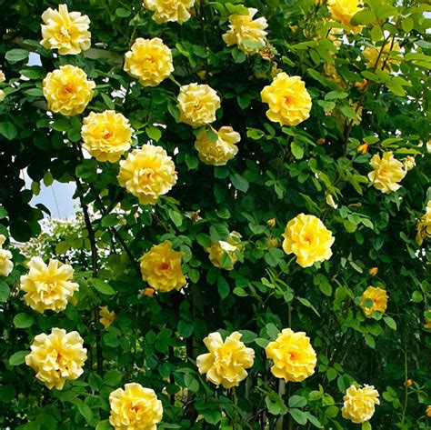 Роза плетистая "Голден Гейт" ("Golden Gate") | "Кедр" Питомник растений ...