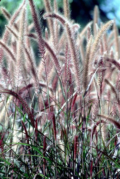 Fuzzy Grass Photograph By Qt Ncogneeto