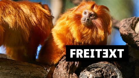 Zoo: emotional chaos between animals - Teller Report