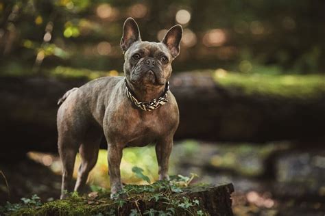 A Fit And Healthy Bulldog Exercise And Training Techniques Pet Care