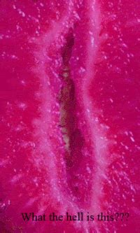 Pussy Wagon GIFs Obtenez Le Meilleur Sur GIFER