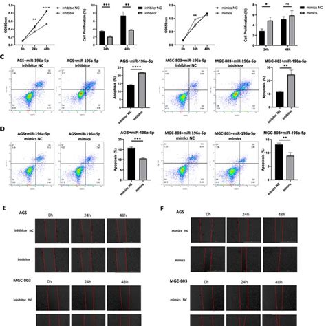 Overexpression Of Mir 196a 5p Promoted Malignant Behavior Of Gc Cells