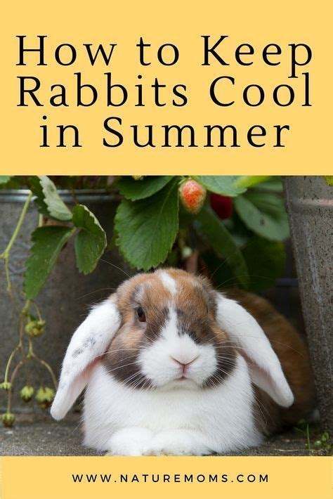 How To Keep Rabbits Cool In Summer Artofit