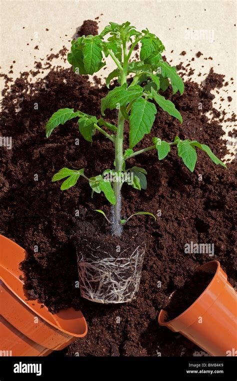 Tomato Plant With Roots