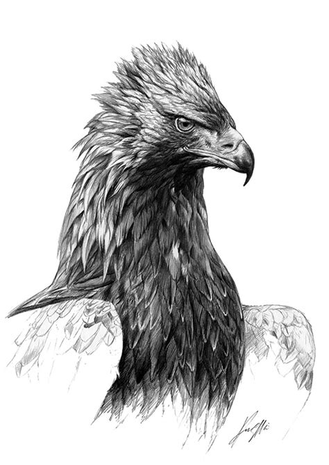 Eagle Head Sketch