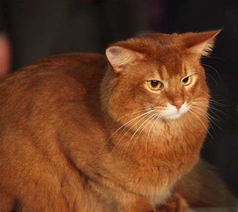 Cat Pictures: Somali Cat