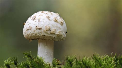 Fach Leute warnen vor gefährlichen Pilzen aus dem Wald