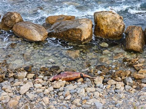 Porto Torres La Carcassa Spiaggiata Del Delfino Ancora A Balai Dopo