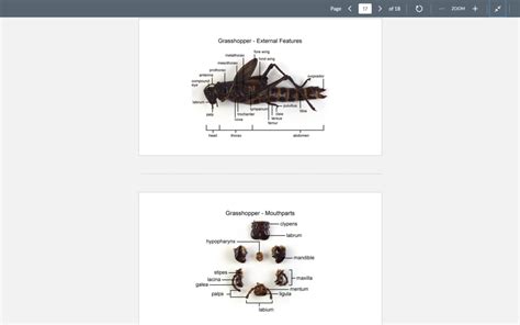 Grasshopper External Dissection Diagram Quizlet