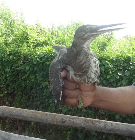 Jom Kenali 15 Jenis Burung Di Malaysia Wujud Rupanya Bidadarimy