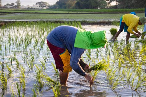 Philippines farmers planting rice Stock Photo | Adobe Stock