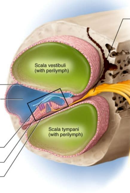 cochlea Diagram | Quizlet