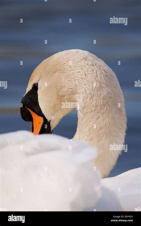 Swan Preening Hi Res Stock Photography And Images Alamy