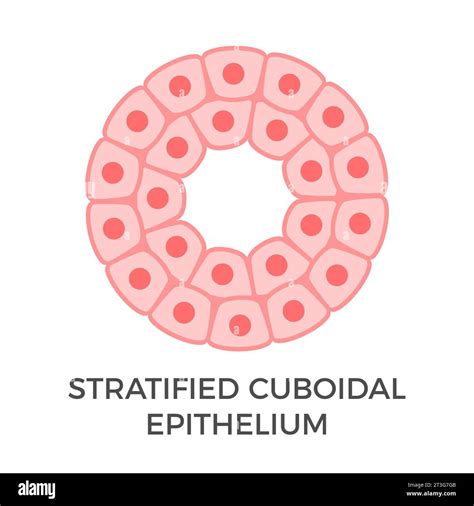 Stratified cuboidal epithelium. Epithelial tissue types. Multiple ...