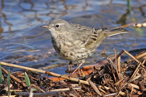 Details Scandinavian Rock Pipit Birdguides