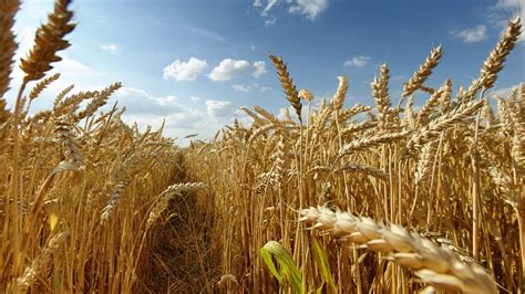 Wheat Wallpapers Top Free Wheat Backgrounds Wallpaperaccess