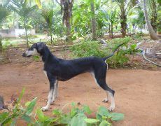 Chippiparai Dog Info, History, Temperament, Training, Puppy, Pictures