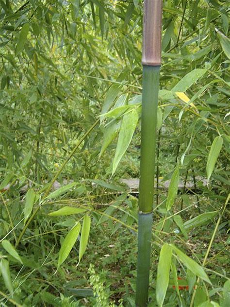 Phyllostachys Glauca Mister Bamboo