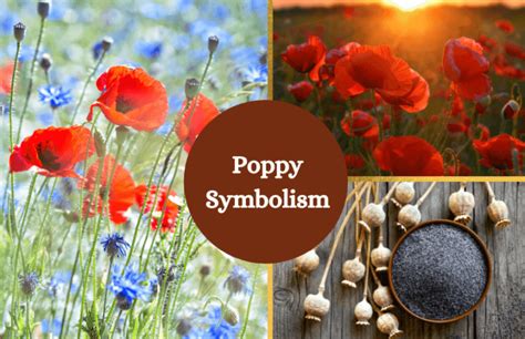 Poppy Flower Meaning and Symbolism - Symbol Sage