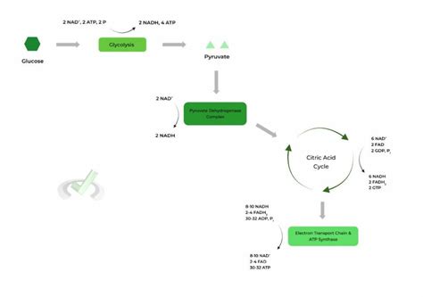 Oxidative Phosphorylation: Fundamentals and Key Terms on the MCAT ... 
