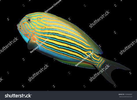 180 Lined Surgeon Fish Images, Stock Photos & Vectors | Shutterstock