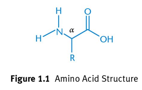 Amino Acids Flashcards Quizlet