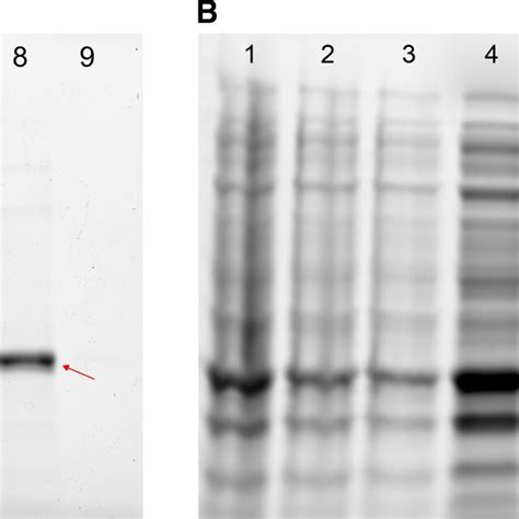 The Structure Of The Catalytic Domain Of Wildtype Tev Protease A