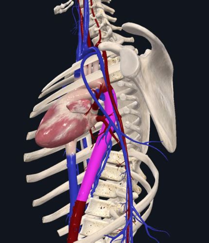 LAB 2 Veins And Arteries Of The Torso Flashcards Quizlet