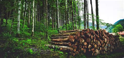 Facts About Deforestation Effects On The Environment Artofit