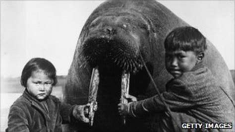 Alaskans Smuggled Walrus Tusks And Polar Bear Hides Bbc News