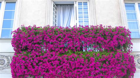 PLANTAS COLGANTES PERFECTAS PARA BALCONES O TERRAZAS