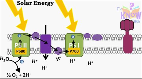 Photosynthesis Light Dependent Reaction