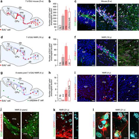 Biophysical Parameters Of CA1 Pyramidal Cells In Naked Mole Rats A