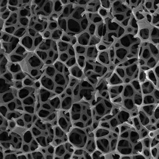 SEM image of a sponge structure. The spatial units are arbitrary. In ... 