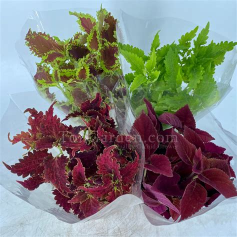 Coleus Fireworks Toh Garden Singapore Orchid Plant And Flower Grower