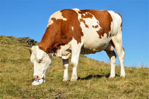 Montbeliarde dairy cow stock photo. Image of nature - 207163102