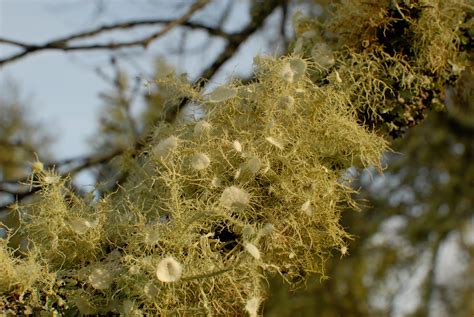 Food Fermenting Craft Supplies Tools Usnea Sp Usnea Lichen Old Man