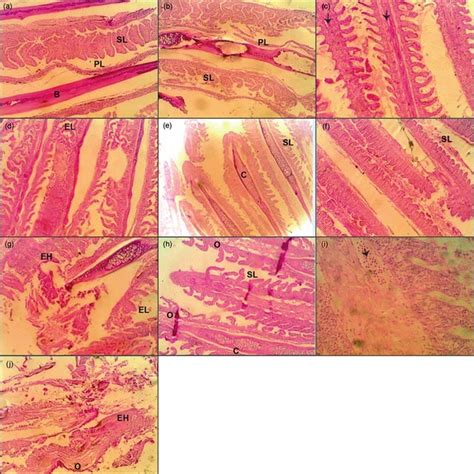 Photomicrographs Of Longitudinal Histological Sections Through The