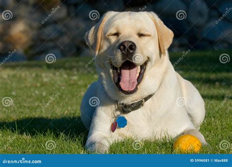 Smiling Dog Stock Image - Image: 5996081