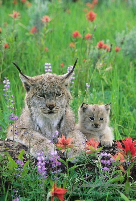 Lynx Baby With Mama Animals Cute Animals Animals Wild