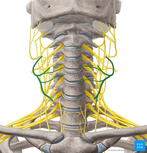 Nervus Transversus Colli Anatomie Klinik Kenhub