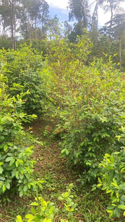 10 manzanas de tierra cultivadas con hoja de coca serán erradicadas por