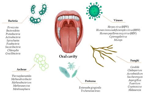 Exploring The Functions Of Each Specific Part In An Oral Cavity Labeled Chart For Students And Medical Professionals 1