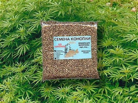 Семена конопли для рыбалки, как сделать прикормку из конопли